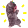 Cat dance 1 mov 10
