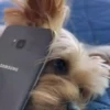 Perritos Cute ✺4🇻🇪Mov 6