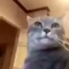 🌈🐈Reaccion Gatos Pal Chat🐈🌈 21