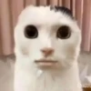 🌈🐈Reaccion Gatos Pal Chat🐈🌈 6