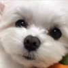 Perritos Cute ✺4🇻🇪Mov 7