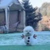 Perritos Cute ✺4🇻🇪Mov 8