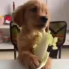 Perritos Cute ✺4🇻🇪Mov 9