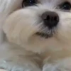 Perritos Cute ✺4🇻🇪Mov 10