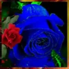 Her.Flores 2  👩🏻‍🎨 Mov.1712 6