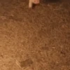 puerquito🐷🐖 5