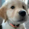 Perritos Cute ✺4🇻🇪Mov 11