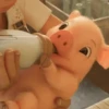 puerquito🐷🐖 6