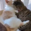 🌈🐈Reaccion Gatos Pal Chat🐈🌈 22
