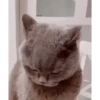 VARIOS OCTUBRE 🐧🐈 14