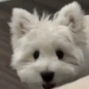 Perritos Cute ✺4🇻🇪Mov 12