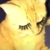 🌈🐈Reaccion Gatos Pal Chat🐈🌈 12