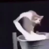 🌈🐈Reaccion Gatos Pal Chat🐈🌈 20