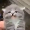 🌈🐈Reaccion Gatos Pal Chat🐈🌈 11