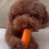 Perritos Cute ✺4🇻🇪Mov 13