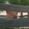 puerquito🐷🐖 9