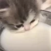 🌈🐈Reaccion Gatos Pal Chat🐈🌈 9