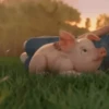 puerquito🐷🐖 11