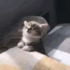 🌈🐈Reaccion Gatos Pal Chat🐈🌈 24