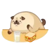 Perrito Mops Moshi💞1🇵🇪Movi 15