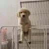 Perritos Cute ✺4🇻🇪Mov 14
