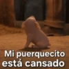 Mi puerquecito está cansado