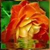 Her.Flores 2  👩🏻‍🎨 Mov.1712 14
