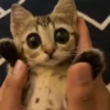 🌈🐈Reaccion Gatos Pal Chat🐈🌈 25