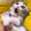 🌈🐈Reaccion Gatos Pal Chat🐈🌈 26