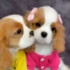 Perritos Cute ✺4🇻🇪Mov 15
