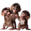 Monitos🐒💞2🇵🇪Movi 18