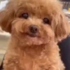 Perritos Cute ✺4🇻🇪Mov 16