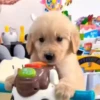 Perritos Cute ✺4🇻🇪Mov 17
