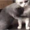 🌈🐈Reaccion Gatos Pal Chat🐈🌈 17