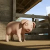 puerquito🐷🐖 17