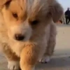 Perritos Cute ✺4🇻🇪Mov 18