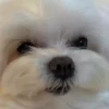Perritos Cute ✺4🇻🇪Mov 19