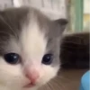 🌈🐈Reaccion Gatos Pal Chat🐈🌈 8