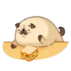 Perrito Mops Moshi💞1🇵🇪Movi 21