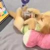 Perritos Cute ✺4🇻🇪Mov 21