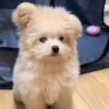 Perritos Cute ✺4🇻🇪Mov 22