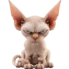 Gato egipcio💞1🇵🇪Movi 22
