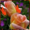 Her.Flores 2  👩🏻‍🎨 Mov.1712 24