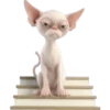 Gato egipcio💞1🇵🇪Movi 24