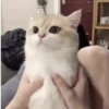 🌈🐈Reaccion Gatos Pal Chat🐈🌈 23