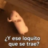 ¿Y ese loquito que se trae?