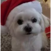 Perritos Cute ✺4🇻🇪Mov 23