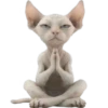 Gato egipcio💞1🇵🇪Movi 30
