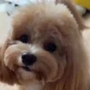 Perritos Cute ✺4🇻🇪Mov 24