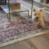 Perritos Cute ✺4🇻🇪Mov 25